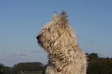 BOUVIER DES ARDENNES 263